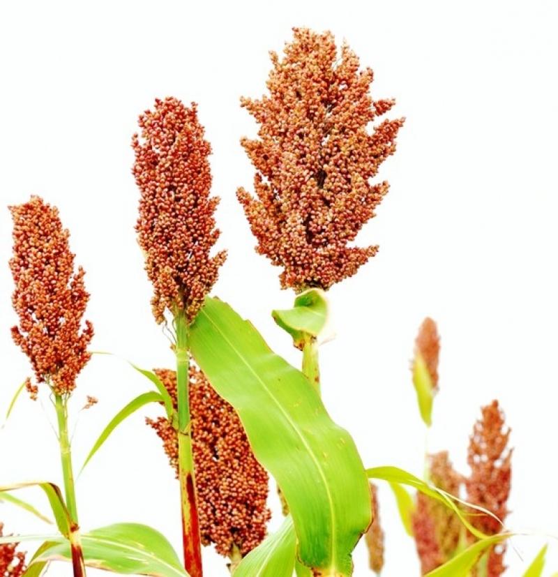 sorghum